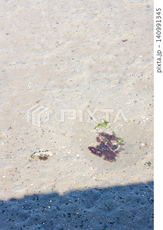 浜辺の海藻(背景素材) 浜辺の海藻(背景素材) 140991345