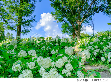 六甲山にある神戸市立森林植物園のアナベルの丘で満開のアジサイ(アナベル)と入道雲 六甲山にある神戸市立森林植物園のアナベルの丘で満開のアジサイ(アナベル)と入道雲 140991398