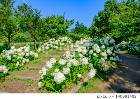 六甲山にある神戸市立森林植物園のアナベルの丘で満開のアジサイ(アナベル) 六甲山にある神戸市立森林植物園のアナベルの丘で満開のアジサイ(アナベル) 140991402