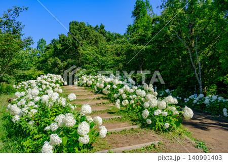 六甲山にある神戸市立森林植物園のアナベルの丘で満開のアジサイ(アナベル) 六甲山にある神戸市立森林植物園のアナベルの丘で満開のアジサイ(アナベル) 140991403