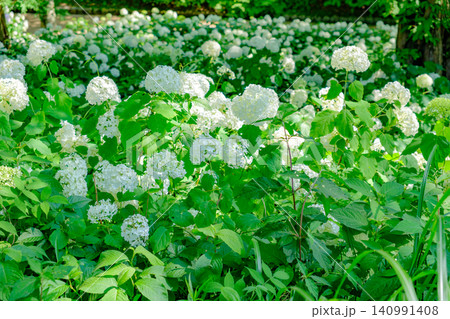 六甲山にある神戸市立森林植物園のアナベルの丘で満開のアジサイ(アナベル) 六甲山にある神戸市立森林植物園のアナベルの丘で満開のアジサイ(アナベル) 140991408