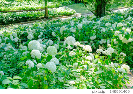 六甲山にある神戸市立森林植物園のアナベルの丘で満開のアジサイ(アナベル) 六甲山にある神戸市立森林植物園のアナベルの丘で満開のアジサイ(アナベル) 140991409