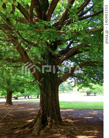 真夏の公園に立つ青々と茂るイチョウの大木と木陰 真夏の公園に立つ青々と茂るイチョウの大木と木陰 140991555