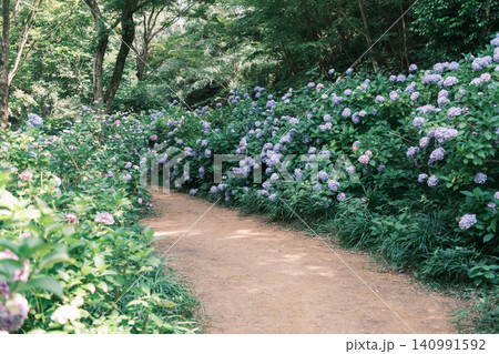 六甲山にある神戸市立森林植物園で満開のアジサイ 140991592