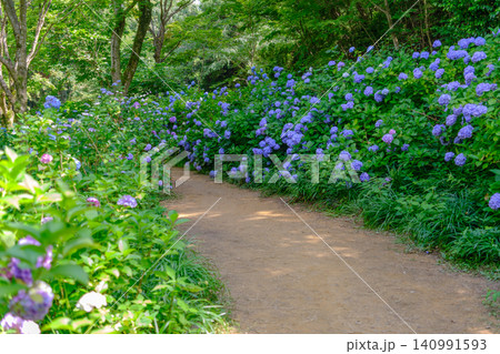 六甲山にある神戸市立森林植物園で満開のアジサイ 六甲山にある神戸市立森林植物園で満開のアジサイ 140991593