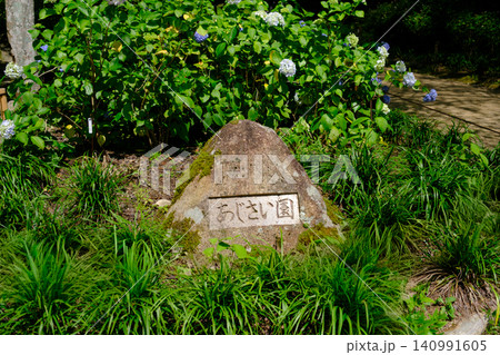 六甲山にある神戸市立森林植物園のあじさい園 140991605