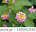 路傍の花 140991930