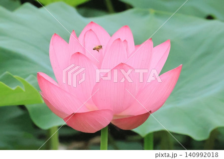満開のハスの花にミツバチがいます。 140992018
