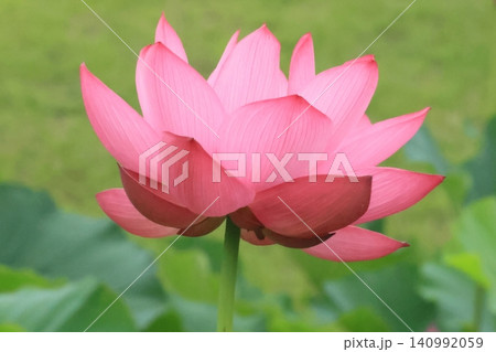 満開、見頃となったハスの花のアップ 満開、見頃となったハスの花のアップ 140992059
