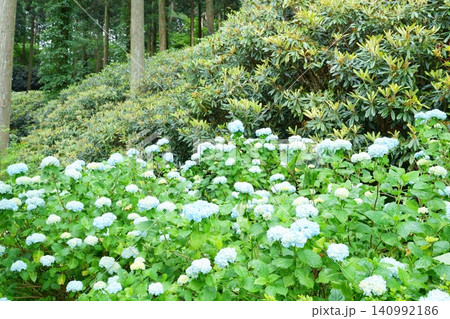 山間の杉木立の中で咲く青いあじさいと石楠花の葉【和歌山県】 140992186