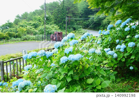 道路沿いに咲く満開の青いあじさい【和歌山県】 道路沿いに咲く満開の青いあじさい【和歌山県】 140992198