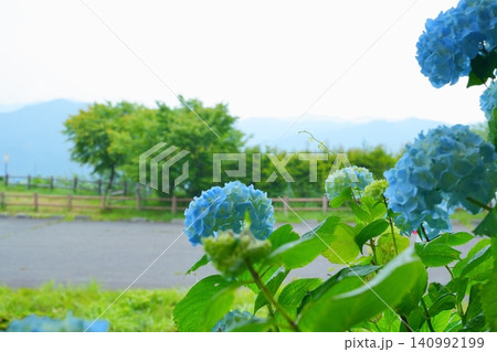 雨の日の紫陽花と遠くに望む紀伊山地の山々【和歌山県】 140992199