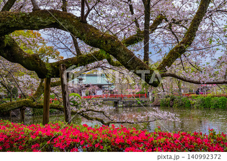 【静岡県】三島大社・境内の桜 ライトアップ 【静岡県】三島大社・境内の桜 ライトアップ 140992372