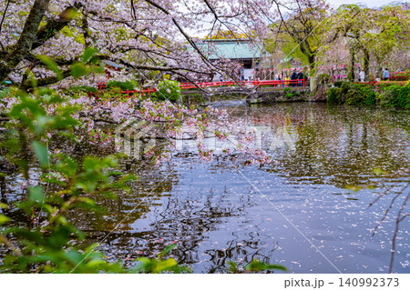 【静岡県】三島大社・境内の桜 ライトアップ 【静岡県】三島大社・境内の桜 ライトアップ 140992373