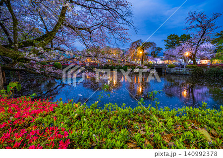 【静岡県】三島大社・境内の桜 ライトアップ 【静岡県】三島大社・境内の桜 ライトアップ 140992378