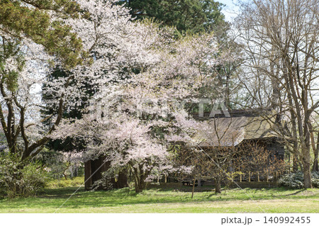 伊佐須美神社 高天原の桜 福島県 伊佐須美神社 高天原の桜 福島県 140992455