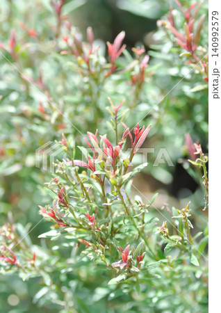 Butterfly Gaura, Gaura lindheimeri Engelm and A Gray or ONAGRACEAE or Siskiyou Pink or Gaura or Wandflower or red and green leaf Butterfly Gaura, Gaura lindheimeri Engelm and A Gray or ONAGRACEAE or Siskiyou Pink or Gaura or Wandflower or red and green leaf 140992579