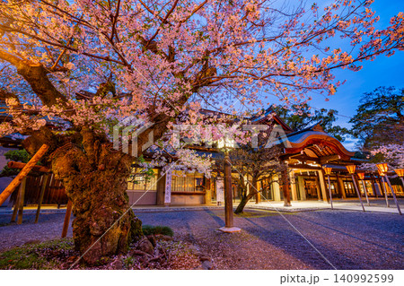 【静岡県】三島大社・境内の桜 ライトアップ 【静岡県】三島大社・境内の桜 ライトアップ 140992599
