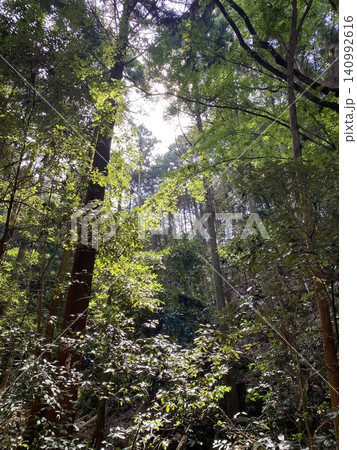 陽光が差し込む深い森の風景 陽光が差し込む深い森の風景 140992616