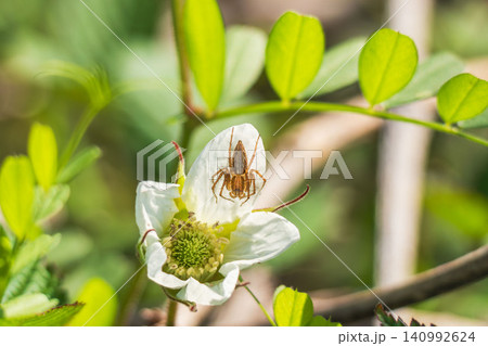 春の野山 ササグモがクサイチゴの花に隠れている02 春の野山 ササグモがクサイチゴの花に隠れている02 140992624