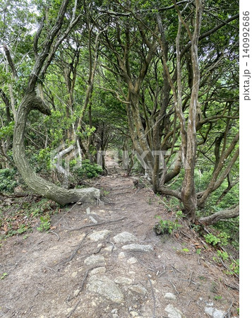 木々のトンネルが続く幻想的な山道 木々のトンネルが続く幻想的な山道 140992686