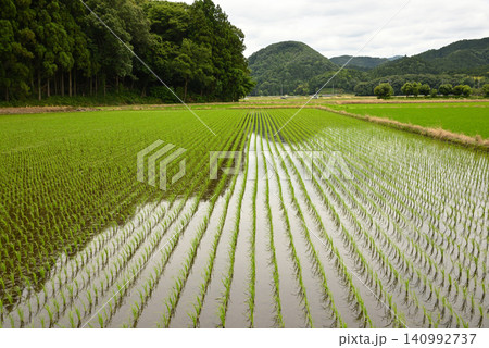 初夏の里山に広がる田植え直後の美しい水田風景1 初夏の里山に広がる田植え直後の美しい水田風景1 140992737