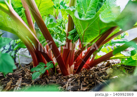 Fresh Rhubarb Stalks Growing in a Garden Bed with Lush Green Leaves and Rich Soil Texture Fresh Rhubarb Stalks Growing in a Garden Bed with Lush Green Leaves and Rich Soil Texture 140992869