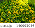 小さな庭と黄色い花 夏の北海道 小さな庭と黄色い花 夏の北海道 140993036