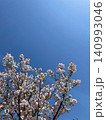青空に咲く桜の花 140993046