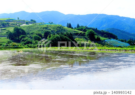 6月の姨捨の棚田　　　信州の風景　　　信州の自然　　　信州の景色 140993142