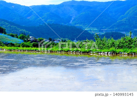 6月の姨捨の棚田 信州の風景 信州の自然 信州の景色 6月の姨捨の棚田 信州の風景 信州の自然 信州の景色 140993145