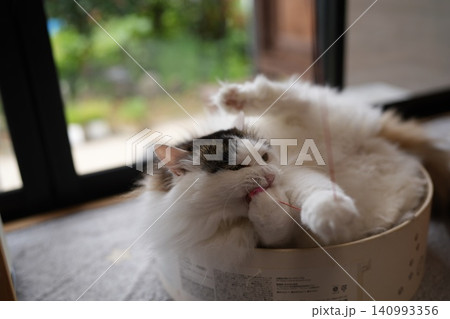 猫じゃらしで遊ぶ猫 140993356