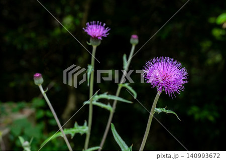 黒い日陰の前に咲く野アザミの花 黒い日陰の前に咲く野アザミの花 140993672
