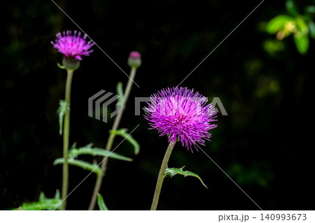 黒い日陰の前に咲く野アザミの花 140993673