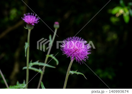 黒い日陰の前に咲く野アザミの花 黒い日陰の前に咲く野アザミの花 140993674