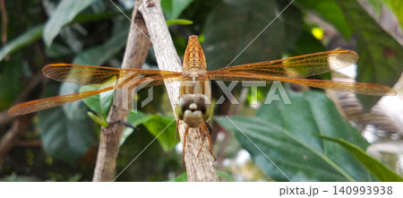 dragonfly on a tree 140993938