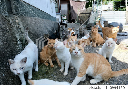 Gathering of Cats|猫たちの集まる場所 Gathering of Cats|猫たちの集まる場所 140994120