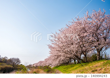 北神山花街道 安濃川沿いの桜並木 《三重県 津市 芸濃町》 140994243