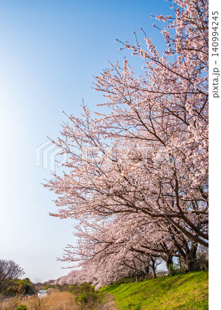 北神山花街道 安濃川沿いの桜並木 《三重県 津市 芸濃町》 140994245
