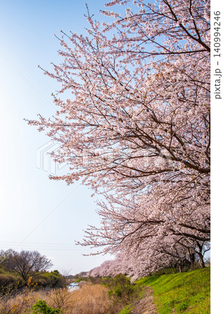 北神山花街道 安濃川沿いの桜並木 《三重県 津市 芸濃町》 北神山花街道 安濃川沿いの桜並木 《三重県 津市 芸濃町》 140994246