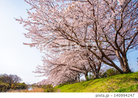 北神山花街道 安濃川沿いの桜並木 《三重県 津市 芸濃町》 北神山花街道 安濃川沿いの桜並木 《三重県 津市 芸濃町》 140994247