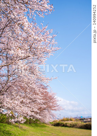 北神山花街道 安濃川沿いの桜並木 《三重県 津市 芸濃町》 北神山花街道 安濃川沿いの桜並木 《三重県 津市 芸濃町》 140994252