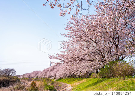 北神山花街道 安濃川沿いの桜並木 《三重県 津市 芸濃町》 140994254
