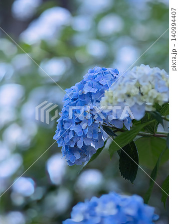 青い紫陽花達 青い紫陽花達 140994407