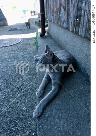 Relaxing Alley Cat|路地でくつろぐ猫 Relaxing Alley Cat|路地でくつろぐ猫 140994417