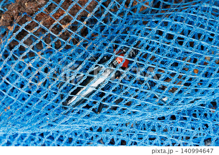 対策用ネットに閉じ込められたクビアカツヤカミキリ 140994647
