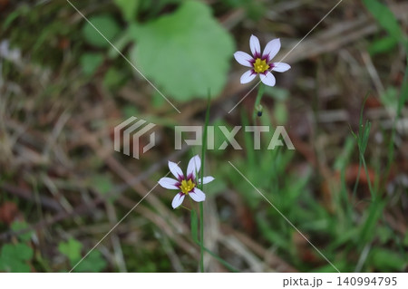 白い花びらのニワゼキショウの花のアップの風景 白い花びらのニワゼキショウの花のアップの風景 140994795