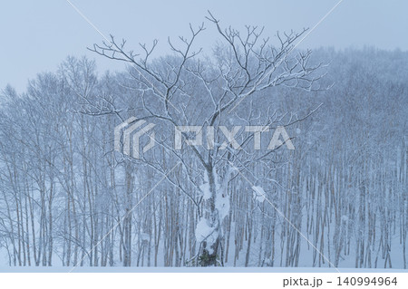 降雪の白樺林に立つ霧氷の木 140994964