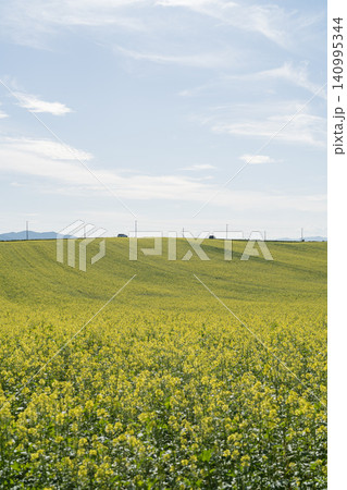 地平まで続く黄色い菜の花畑 地平まで続く黄色い菜の花畑 140995344