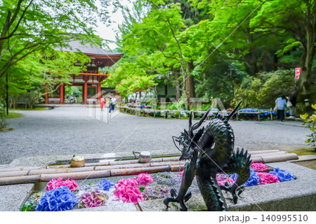 奈良県宇陀市 室生寺の仁王門正面の手水に飾られた紫陽花の花々 奈良県宇陀市 室生寺の仁王門正面の手水に飾られた紫陽花の花々 140995510